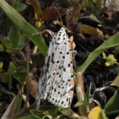 Utetheisa pulchelloides (Heliotrope Moth) at Paddys River, ACT - 14 Apr 2020 by JohnBundock