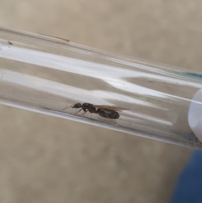 Dolichoderinae (subfamily) at Queanbeyan Nature Reserve - 14 Apr 2020 by Speedsta