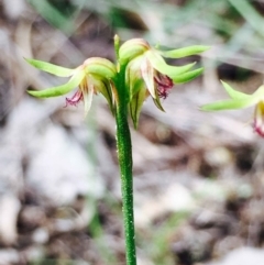 Corunastylis cornuta (Horned Midge Orchid) at Hackett, ACT - 14 Apr 2020 by RWPurdie