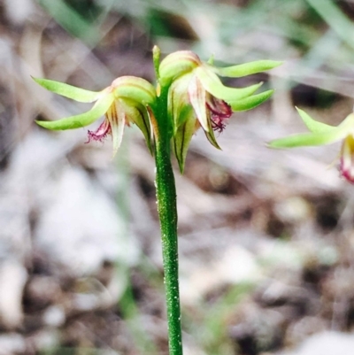 Corunastylis cornuta (Horned Midge Orchid) at Hackett, ACT - 14 Apr 2020 by RWPurdie