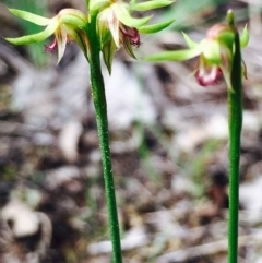 Corunastylis cornuta at Hackett, ACT - 14 Apr 2020