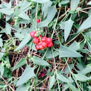 Einadia nutans subsp. nutans at Hackett, ACT - 14 Apr 2020