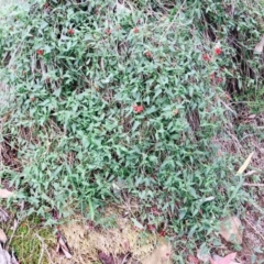 Einadia nutans subsp. nutans at Hackett, ACT - 14 Apr 2020 12:30 PM