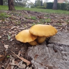 Gymnopilus junonius (Spectacular Rustgill) at Bass Gardens Park, Griffith - 14 Apr 2020 by SRoss