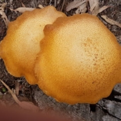 Gymnopilus junonius at Griffith, ACT - 14 Apr 2020