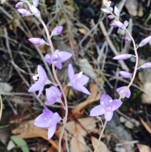 Veronica perfoliata at Acton, ACT - 11 Apr 2020