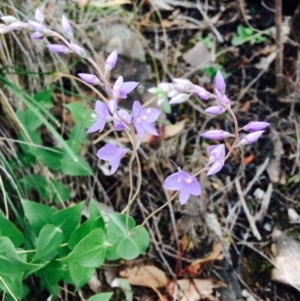 Veronica perfoliata at Acton, ACT - 11 Apr 2020