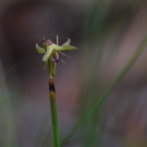Corunastylis sp. at Lower Boro, NSW - 13 Apr 2020