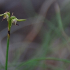 Corunastylis sp. at Lower Boro, NSW - suppressed