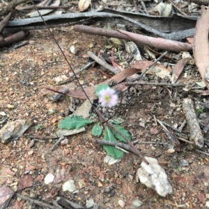 Lagenophora stipitata at Lower Boro, NSW - 13 Apr 2020