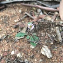 Lagenophora stipitata at Lower Boro, NSW - 13 Apr 2020