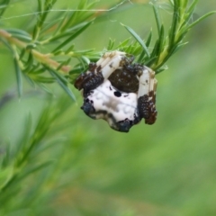 Celaenia excavata (Bird-dropping spider) at Black Range, NSW - 17 Apr 2020 by StephH