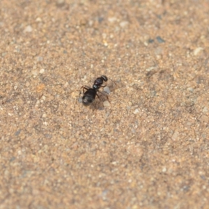 Iridomyrmex purpureus at Wamboin, NSW - 21 Jan 2020