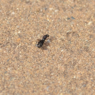 Iridomyrmex purpureus (Meat Ant) at Wamboin, NSW - 20 Jan 2020 by natureguy