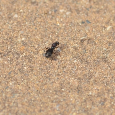 Iridomyrmex purpureus (Meat Ant) at Wamboin, NSW - 21 Jan 2020 by natureguy