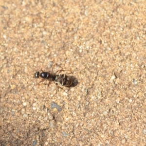 Iridomyrmex purpureus at Wamboin, NSW - 21 Jan 2020