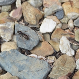 Iridomyrmex purpureus at Wamboin, NSW - 21 Jan 2020