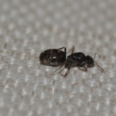 Iridomyrmex purpureus at Wamboin, NSW - 21 Jan 2020