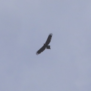 Aquila audax at Hawker, ACT - 7 Apr 2020