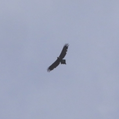 Aquila audax (Wedge-tailed Eagle) at Hawker, ACT - 7 Apr 2020 by Alison Milton