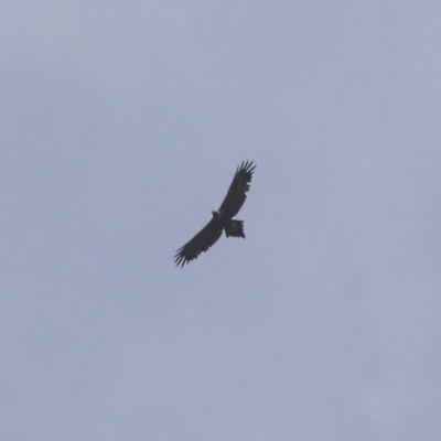 Aquila audax (Wedge-tailed Eagle) at The Pinnacle - 7 Apr 2020 by Alison Milton
