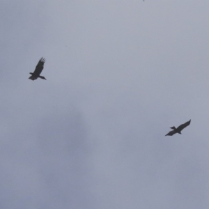 Aquila audax at Hawker, ACT - 7 Apr 2020 11:57 AM