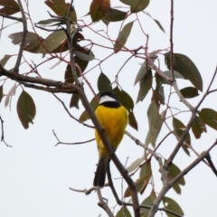 Pachycephala pectoralis at Deakin, ACT - 14 Apr 2020