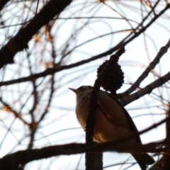 Zosterops lateralis (Silvereye) at Red Hill Nature Reserve - 14 Apr 2020 by Ct1000