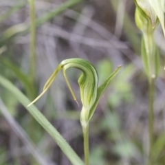 Diplodium laxum (Antelope greenhood) at Hawker, ACT - 7 Apr 2020 by AlisonMilton