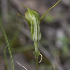 Diplodium laxum at Hawker, ACT - suppressed