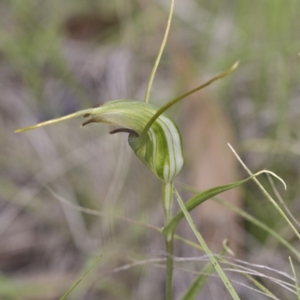 Diplodium laxum at Hawker, ACT - suppressed