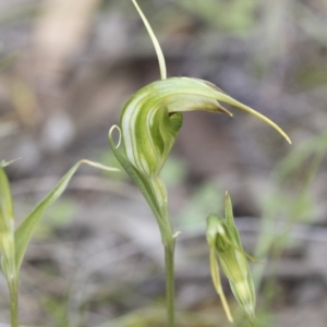 Diplodium laxum at Hawker, ACT - suppressed