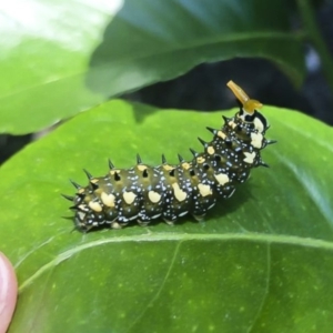 Papilio anactus at Red Hill, ACT - 18 Mar 2020