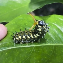 Papilio anactus at Red Hill, ACT - 18 Mar 2020