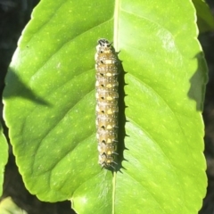 Papilio anactus at Red Hill, ACT - 18 Mar 2020