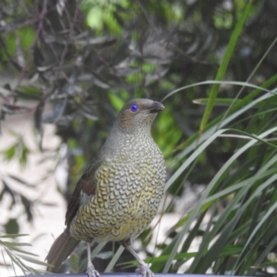 Ptilonorhynchus violaceus (Satin Bowerbird) at Kambah, ACT - 8 Apr 2020 by HelenCross