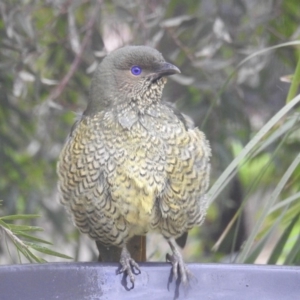 Ptilonorhynchus violaceus at Kambah, ACT - 8 Apr 2020 02:04 PM