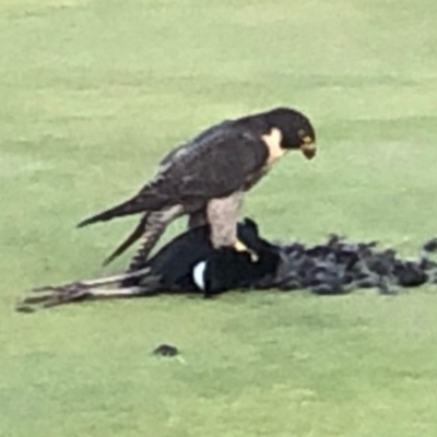 Falco peregrinus (Peregrine Falcon) at Tura Beach, NSW - 14 Apr 2020 by Carine