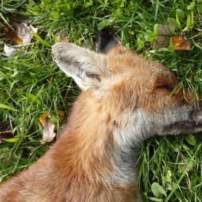 Vulpes vulpes (Red Fox) at Deakin, ACT - 14 Apr 2020 by JackyF