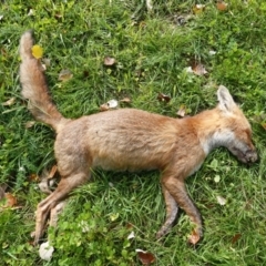 Vulpes vulpes at Deakin, ACT - 14 Apr 2020