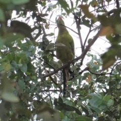 Polytelis swainsonii (Superb Parrot) at Deakin, ACT - 14 Apr 2020 by JackyF