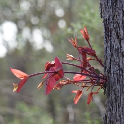 Eucalyptus dives (Broad-leaved Peppermint) at Red Hill Nature Reserve - 14 Apr 2020 by JackyF