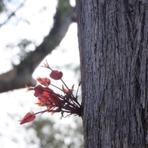 Eucalyptus dives at Hughes, ACT - 14 Apr 2020