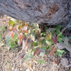 Eucalyptus dives at Hughes, ACT - 14 Apr 2020 11:16 AM