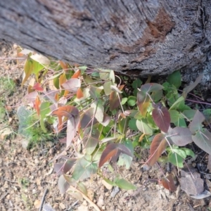 Eucalyptus dives at Hughes, ACT - 14 Apr 2020