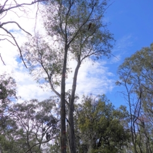 Eucalyptus dives at Hughes, ACT - 14 Apr 2020