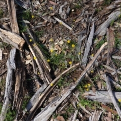 Calotis lappulacea (Yellow Burr Daisy) at Hughes, ACT - 14 Apr 2020 by JackyF