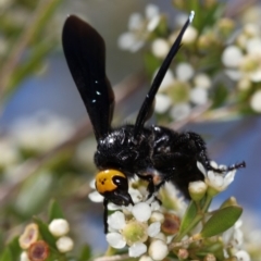 Scolia (Discolia) verticalis (Yellow-headed hairy flower wasp) at Dunlop, ACT - 30 Jan 2013 by Bron