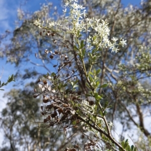 Bursaria spinosa at Hughes, ACT - 14 Apr 2020 11:19 AM