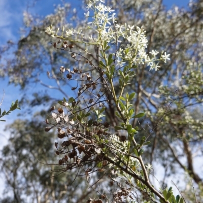 Bursaria spinosa (Native Blackthorn, Sweet Bursaria) at Red Hill Nature Reserve - 14 Apr 2020 by JackyF